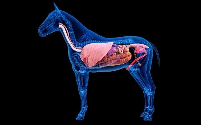 horse anatomy