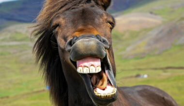 The Horse's Whinny Is a Unique Mix of Two Sounds, Study Finds : ScienceAlert