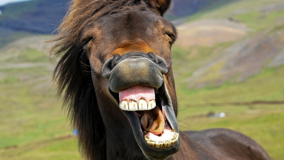 The Horse's Whinny Is a Unique Mix of Two Sounds, Study Finds : ScienceAlert