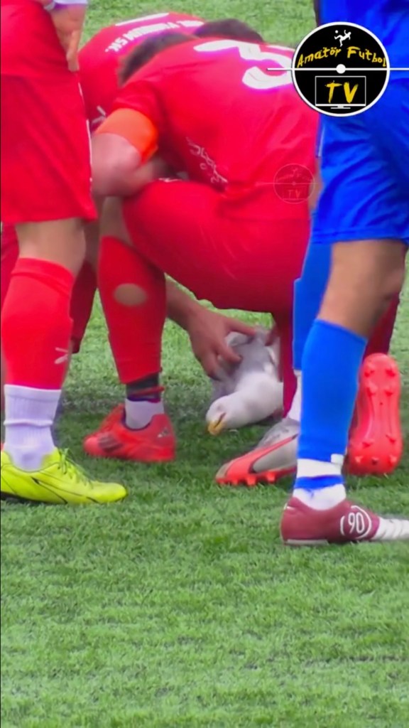 The incident occurred in the first half of the Istanbul First Amateur League playoff final between Mevlanakapi Guzelhisar and Istanbul Yurdum Spor.