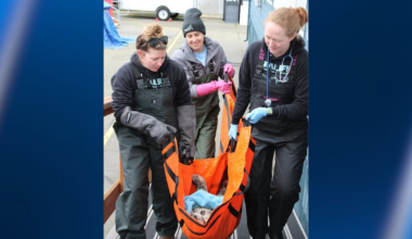 Harbor seal found shot in the face near Hood Canal – KIRO 7 News Seattle