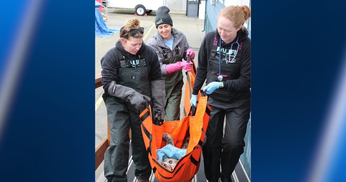 Harbor seal found shot in the face near Hood Canal – KIRO 7 News Seattle