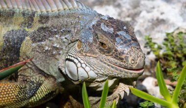 FWC removes over 5,000 invasive iguanas from Florida