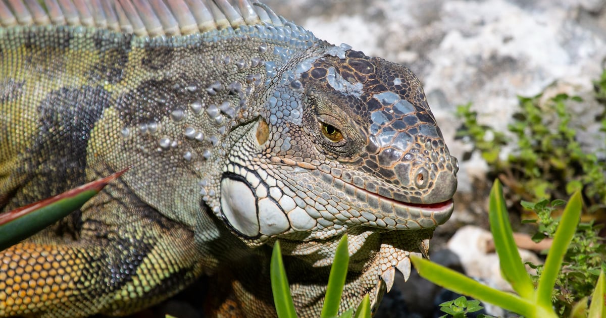 FWC removes over 5,000 invasive iguanas from Florida