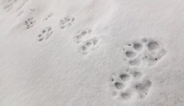 We don’t need to choose between ranching and wolves