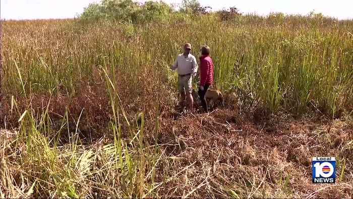 Wildlife, tourism affected as Everglades go dry