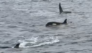 New study debunks theory on why sharks fled Aussie islands after vicious orca attack