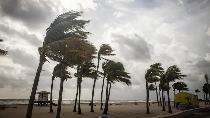 Palm Trees Before A Tropical Storm or Hurricane.