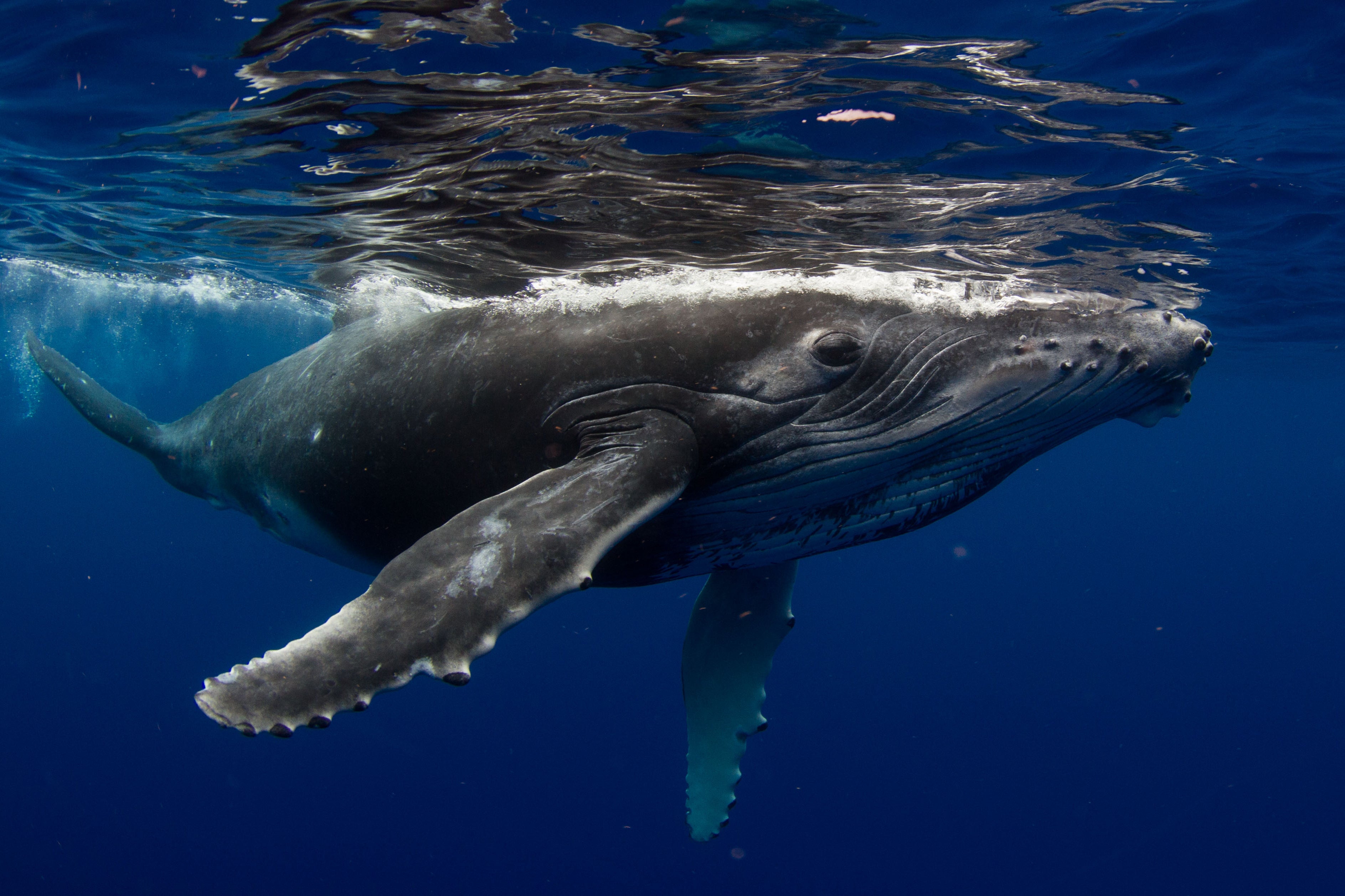 Sighting of humpback whales are common along the California coast