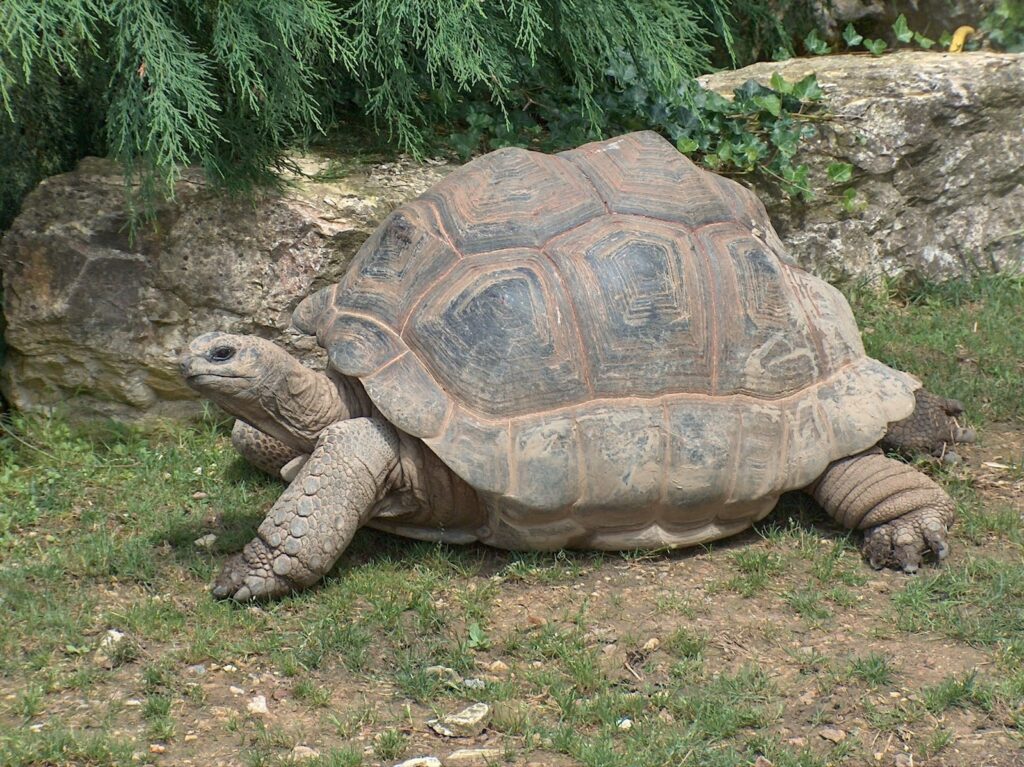 Most Aldabra tortoises live in the Seychelles, in the islands of the Aldabra Atoll. This one lives in a zoo in France.