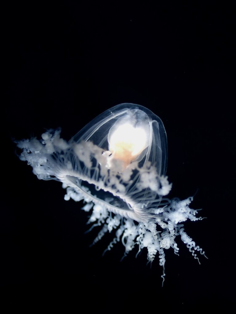 An adult Turritopsis dohrnii jellyfish.