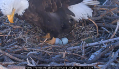 Big Bear’s famous eagle couple welcomes 2nd egg of 2nd clutch – NBC Los Angeles