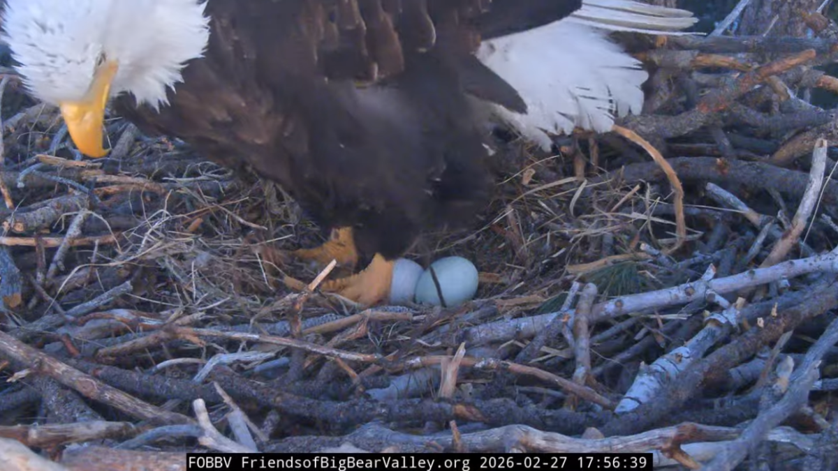 Big Bear’s famous eagle couple welcomes 2nd egg of 2nd clutch – NBC Los Angeles