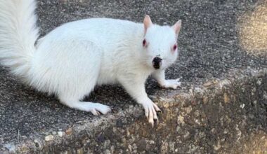 Friends of the White Whale Society Presents – That Nose