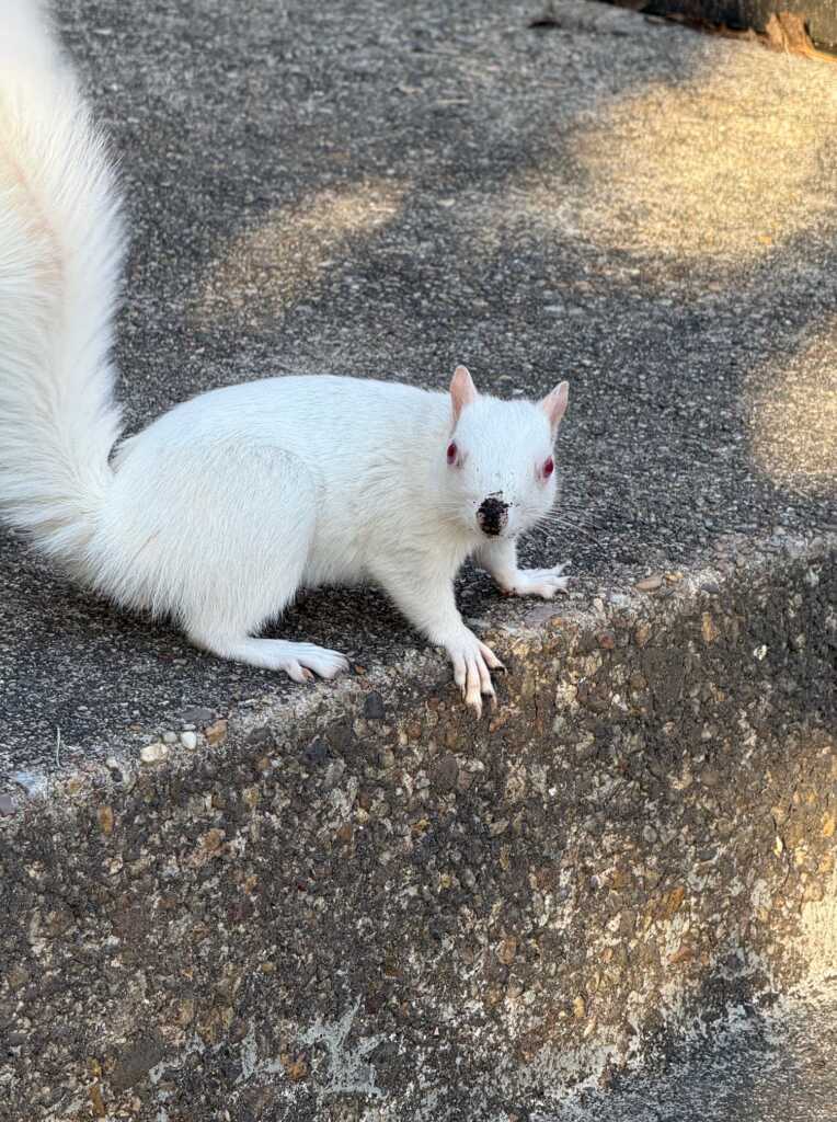 Friends of the White Whale Society Presents – That Nose