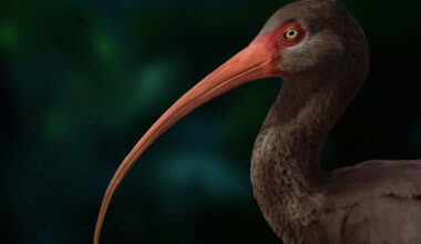 Apteribis. Image credit: Sarah Citron, University of Lethbridge.