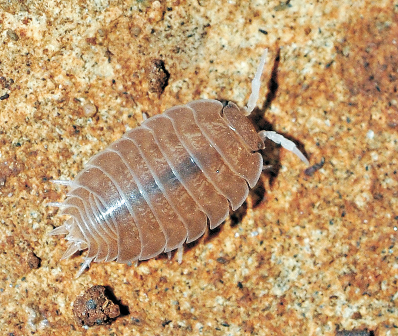 It's official—scientists discover an unknown animal in an ancient Roman mine—never seen before 2 isopodo nov sp