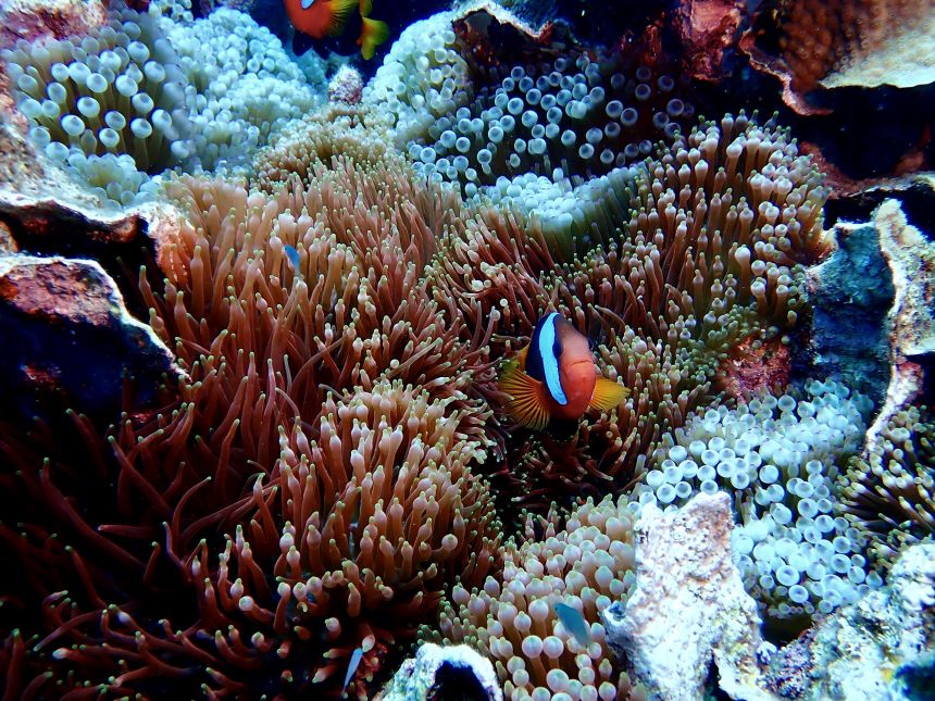 The coral is around the same length as a soccer field.