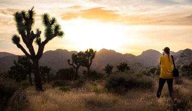 Joshua trees blooming in the California desert in October 2025, months earlier than their usual flowering season.