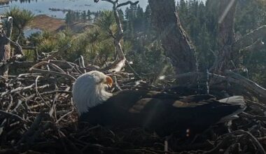 Southern California bald eagle lays 3rd egg after nest attack