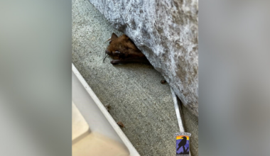 "Unprecedented influx" of bats flood Pennsylvania wildlife center amid cold snap