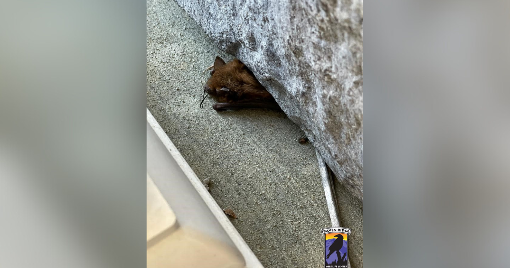 "Unprecedented influx" of bats flood Pennsylvania wildlife center amid cold snap
