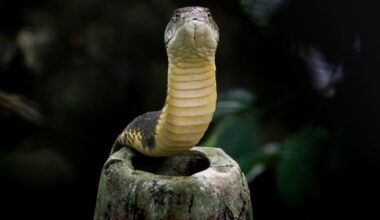 Can any animal swallow a human whole