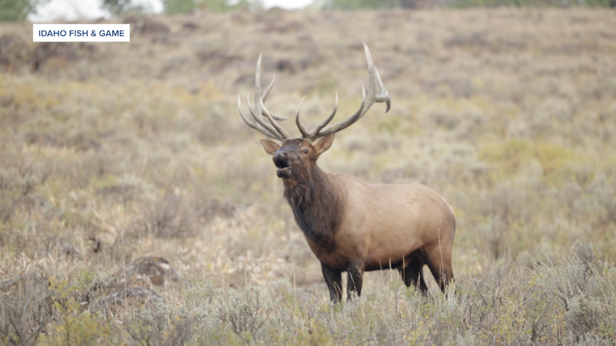 An elk stands in an Idaho field, calling to its herd.