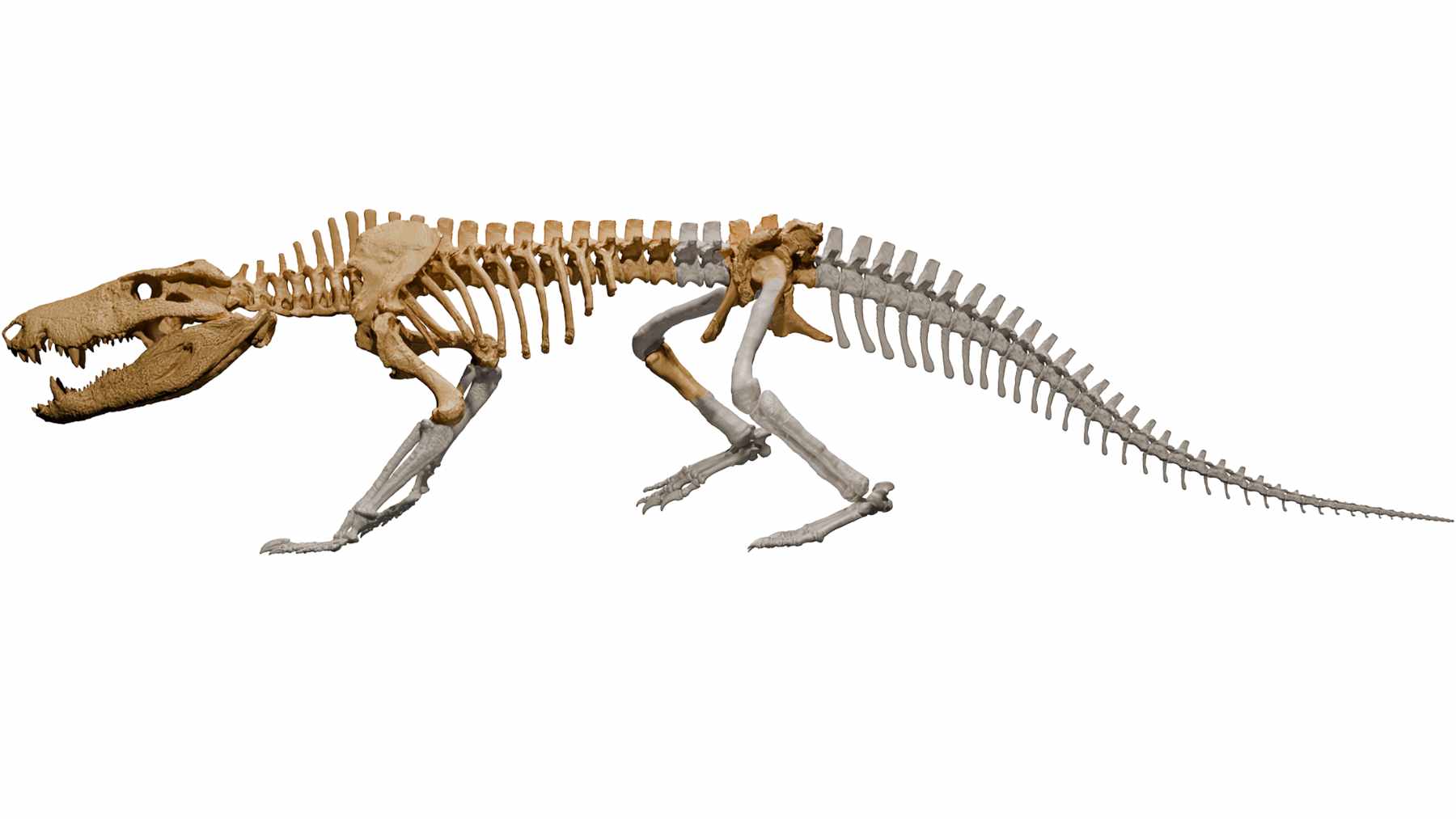 Skeletal reconstruction of Kostensuchus atrox, a large extinct crocodile relative from Patagonia, with preserved bones highlighted