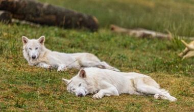 Colossal's dire wolves are now living as pack for first time in 10,000 years