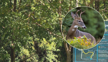 Plan to kill up to 80 deer in Clark County on pause after community backlash