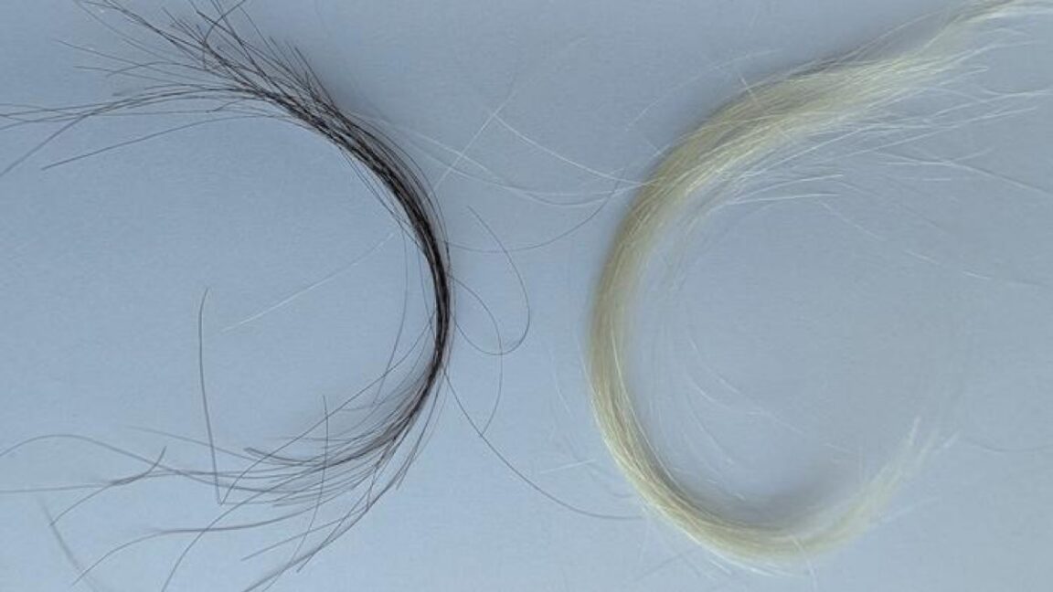 Archived hair samples from a baby (right) and adult (left).