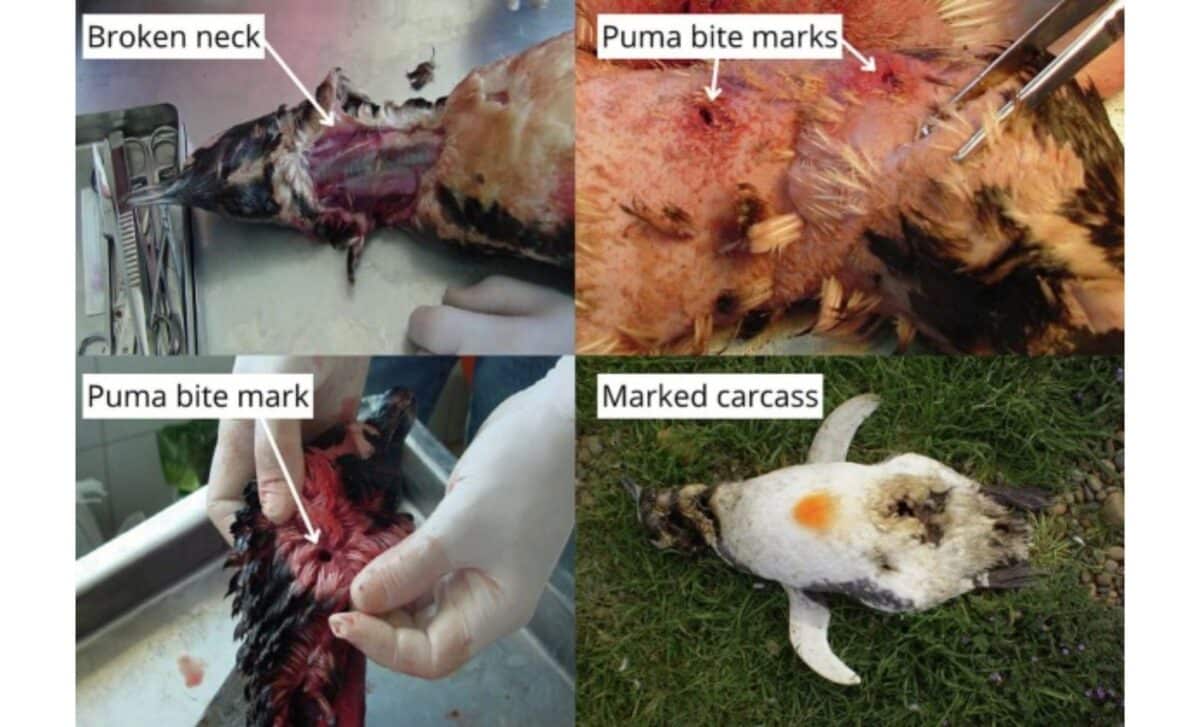 Magellanic Penguin Carcasses With Bite Marks And Broken Necks, Indicating Puma Attacks, Were Marked When Counted. ©frere Et Al. (2010)