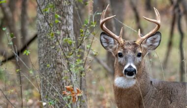 Teeth are the key for biologists to understand the health of Vermont's deer population