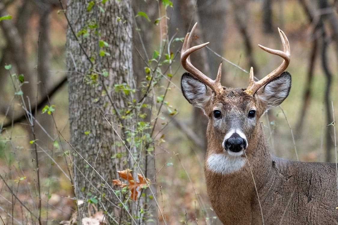 Teeth are the key for biologists to understand the health of Vermont's deer population