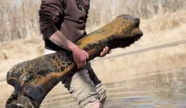 Man Pulls Giant Prehistoric Bone In River