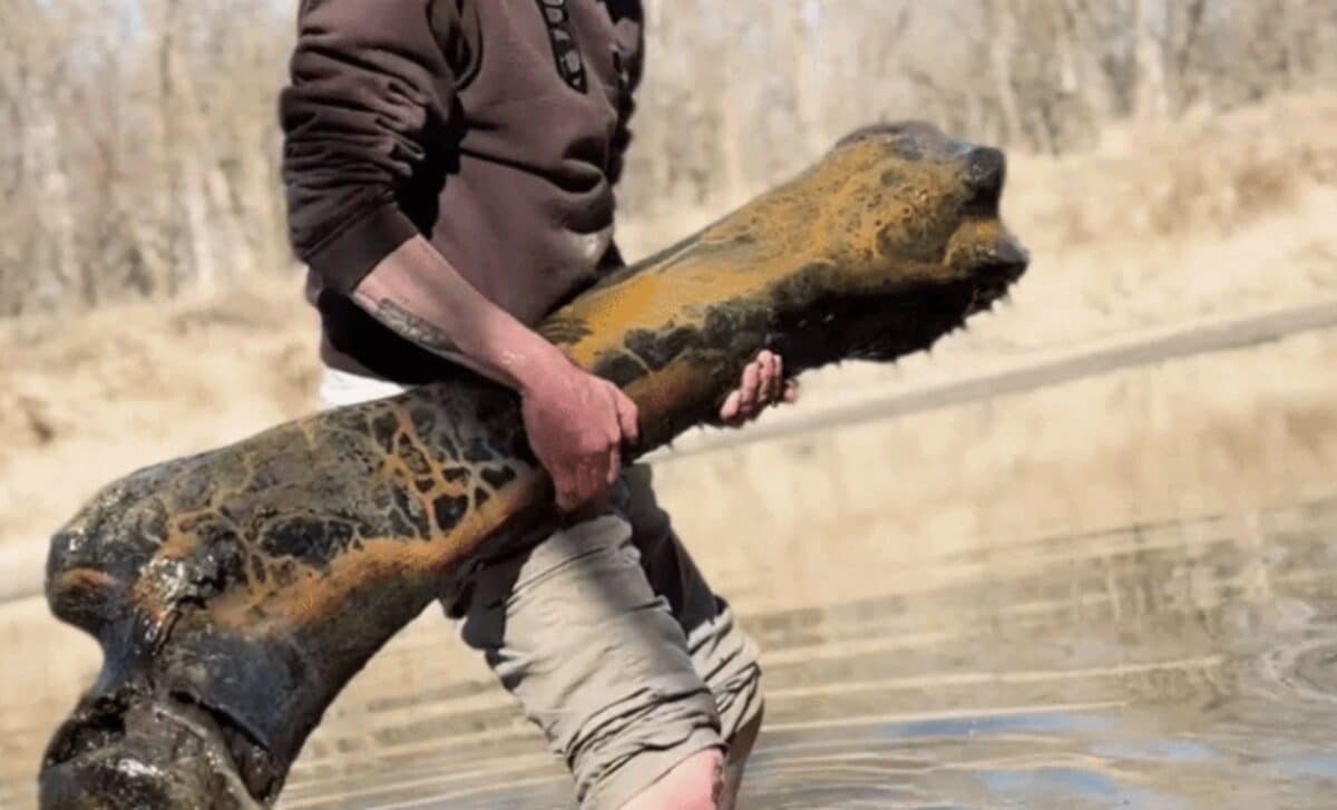 Man Pulls Giant Prehistoric Bone In River