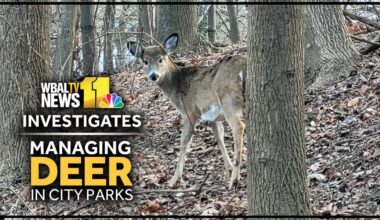 Baltimore details plan to reduce deer population in city parks