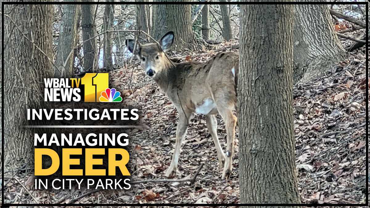 Baltimore details plan to reduce deer population in city parks