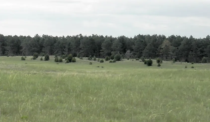 Typical Sandhills scene with planted ponderosa pine forest at McKelvie National Forest, Nebraska