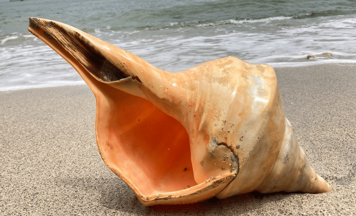 Meet The World’s Largest Snail A Gigantic, Almost One Meter Long Australian Trumpet!