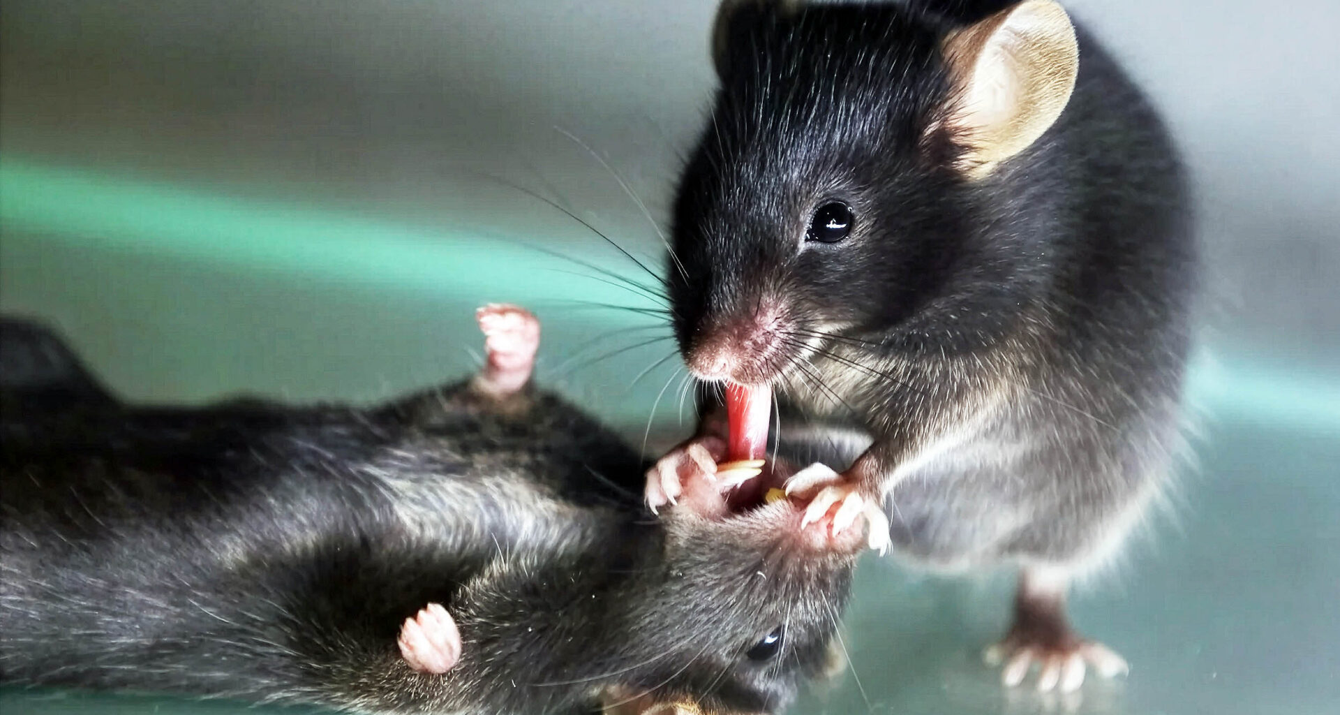 Study finds mice perform 'first aid' when their friends are in distress