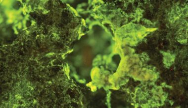 ISS Experiment Reveals the Secret Ingredient for Asteroid Mining: Microbes