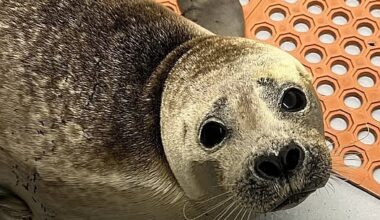 Stranding Center continues intensive care for season's first patient