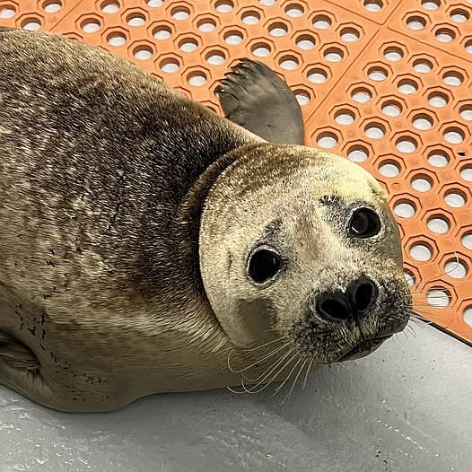 Stranding Center continues intensive care for season's first patient