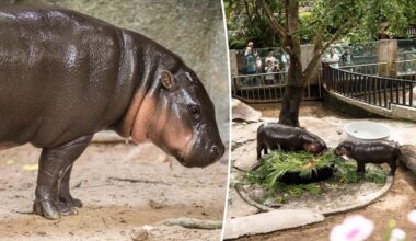 Moo Deng fans concerned over pygmy hippo’s living conditions