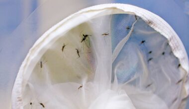 Infecting Mosquitoes with Natural Bacteria Lowered Dengue Risk by 70% in Citywide Experiment