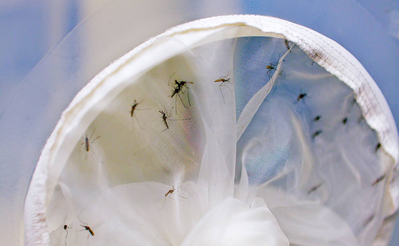 Infecting Mosquitoes with Natural Bacteria Lowered Dengue Risk by 70% in Citywide Experiment