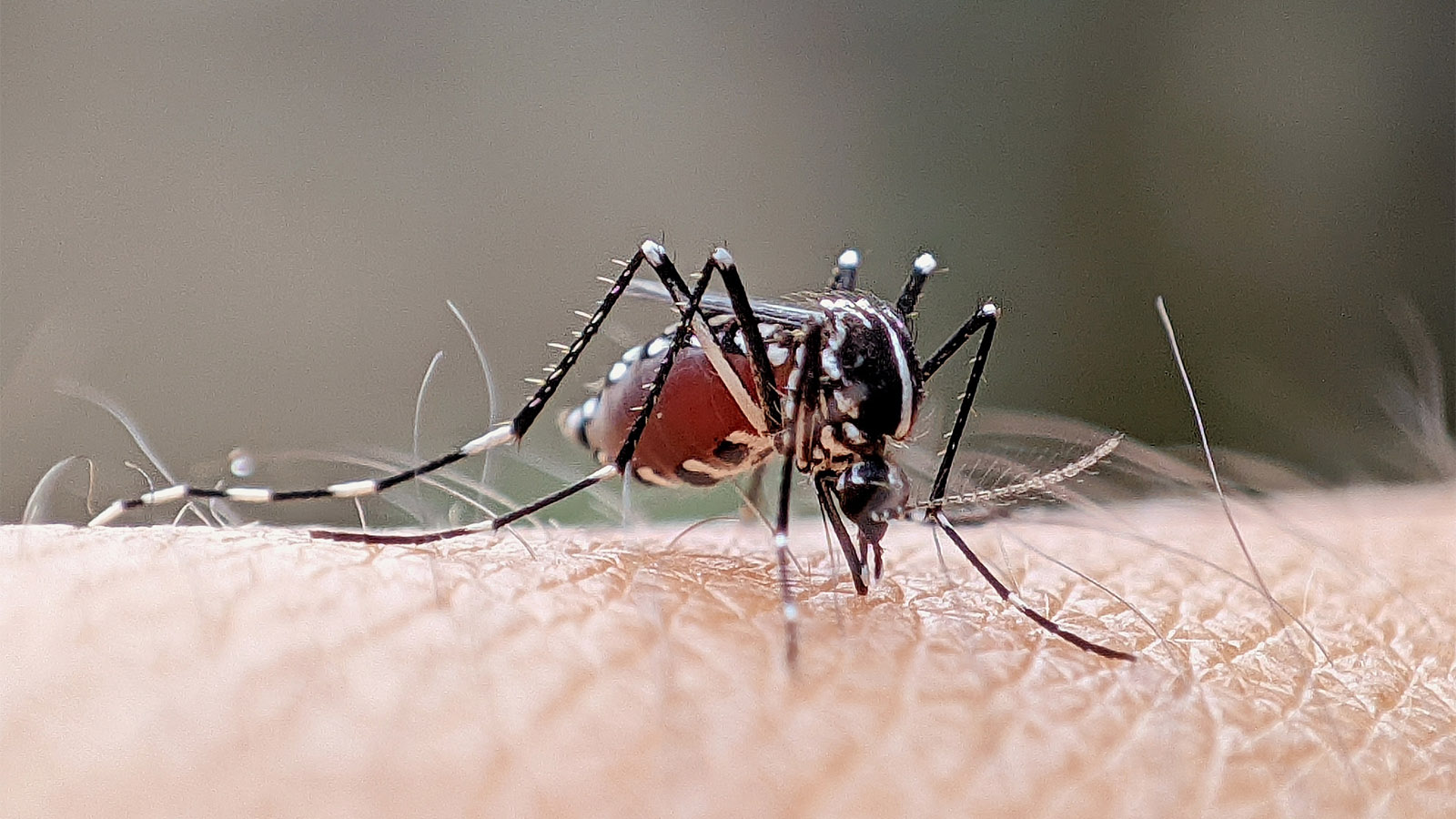 mosquito sucking blood