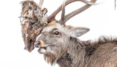 You Won’t Believe What’s Stuck in This Deer’s Antlers—and It’s a 2026 People's Choice Finalist